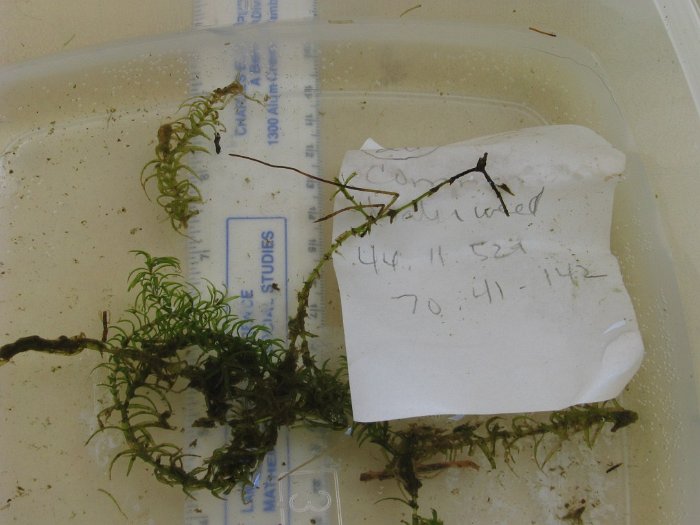 site20 slender waterweed